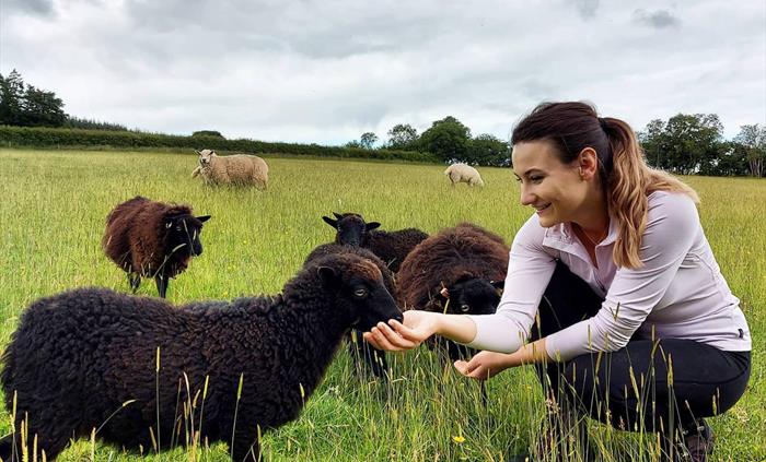 Meeting the Minis - Ouessant Sheep